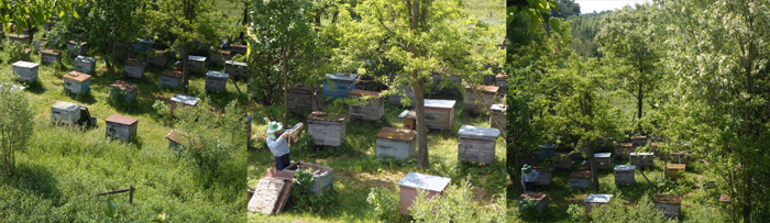 Natural Apiary