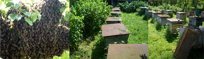 Natural Apiary